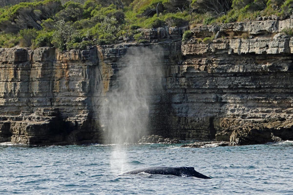 Whale inside Jervis Bay