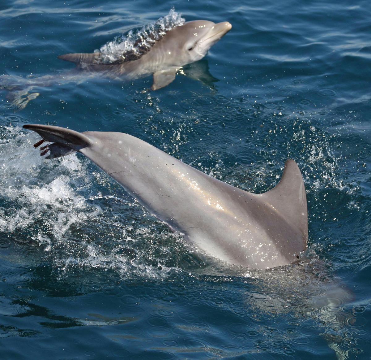 Bottlenose Dolphin Mother & Baby