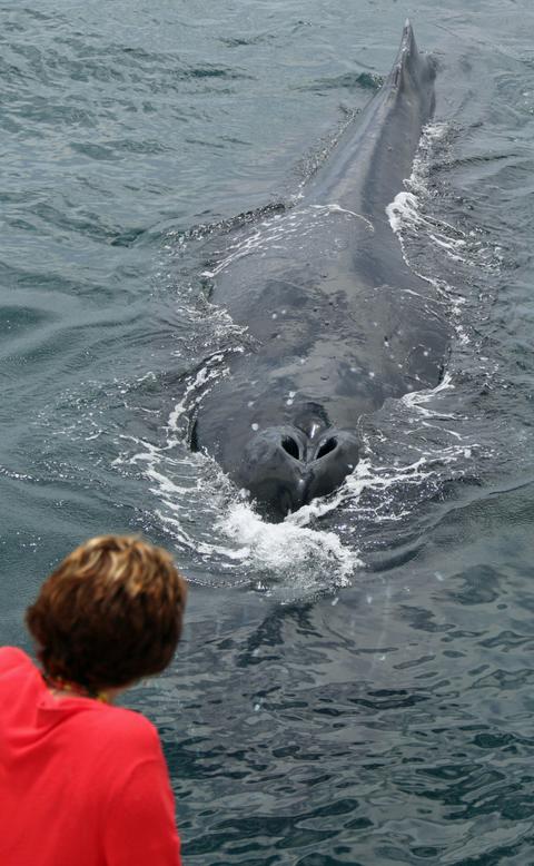 A curious Humpback Whale