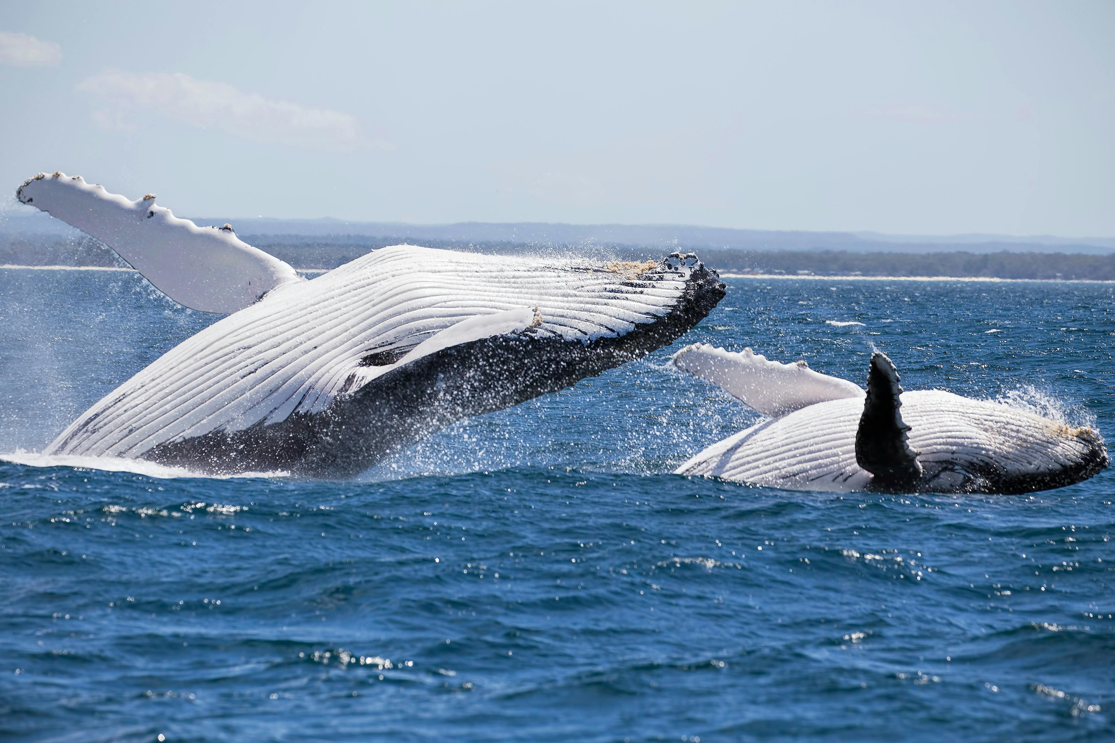 Double Breach (Mother and Calf inside Jervis Bay)