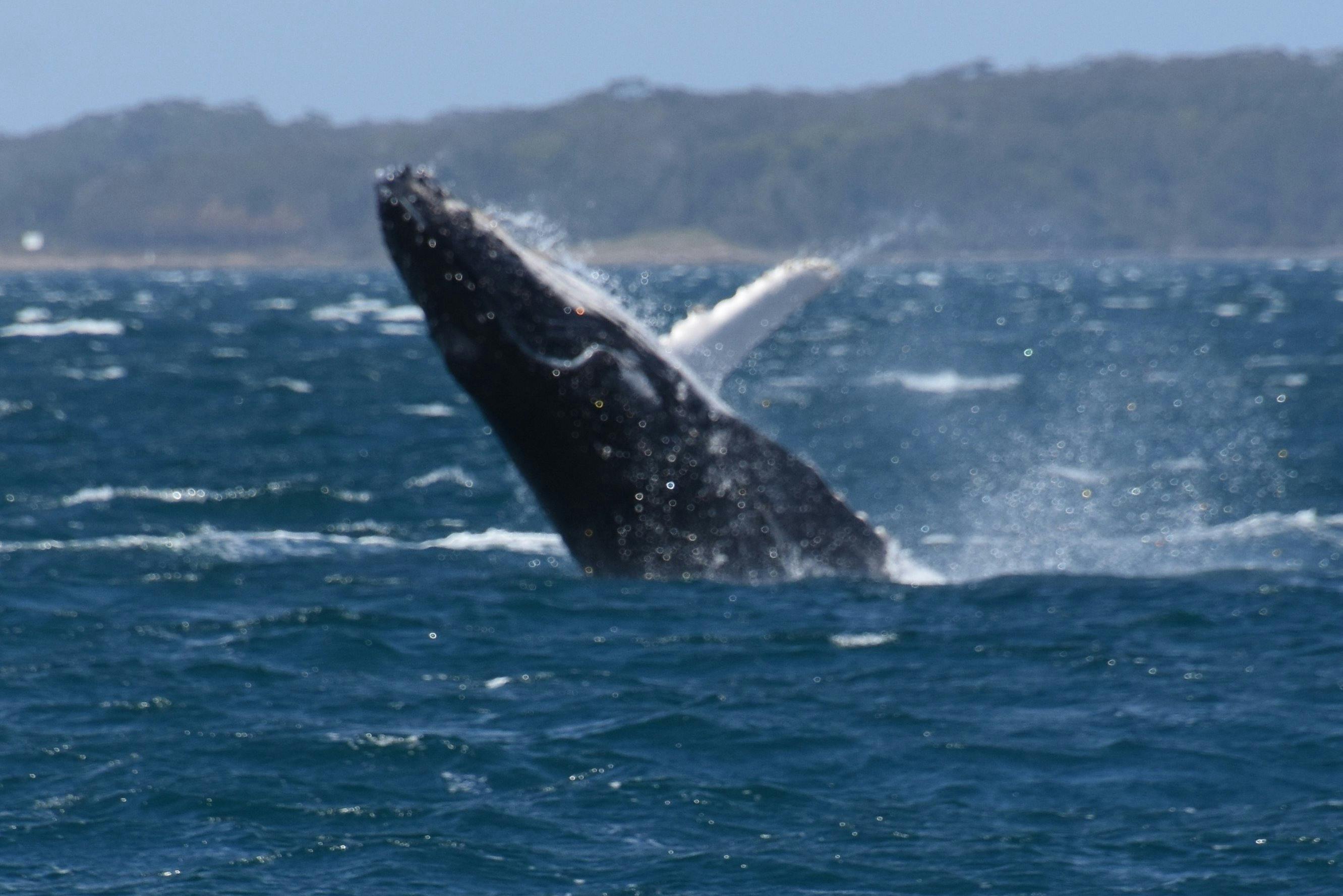 Humpback Whale Breaching