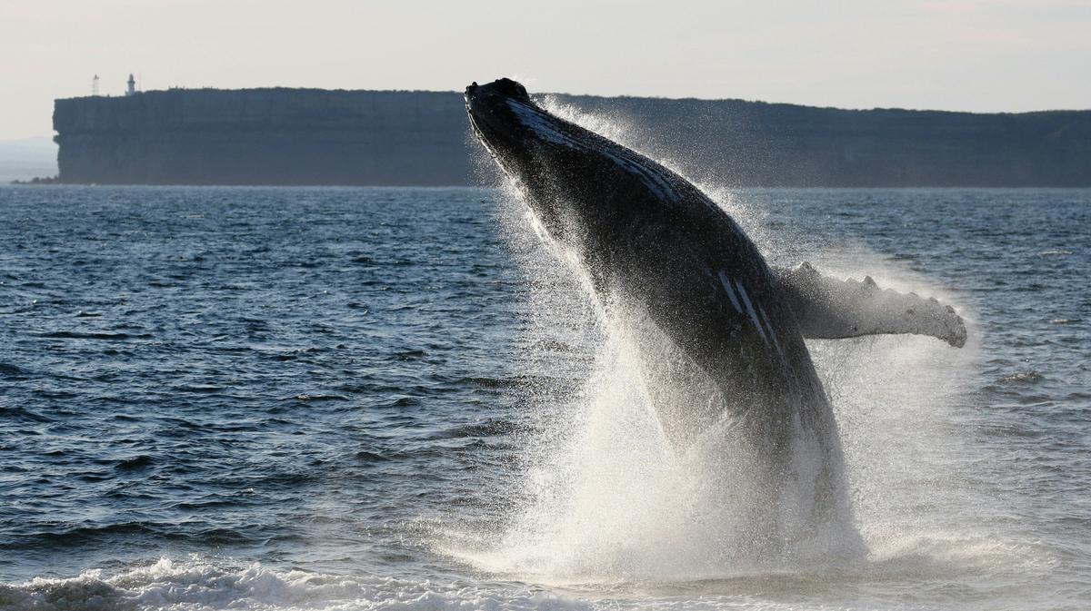 Humpback Whale Breaching