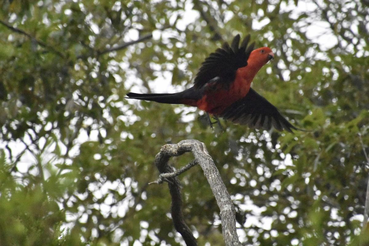 Jervis Bay Wild Twilight