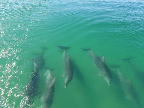 Bottlenose Dolphins