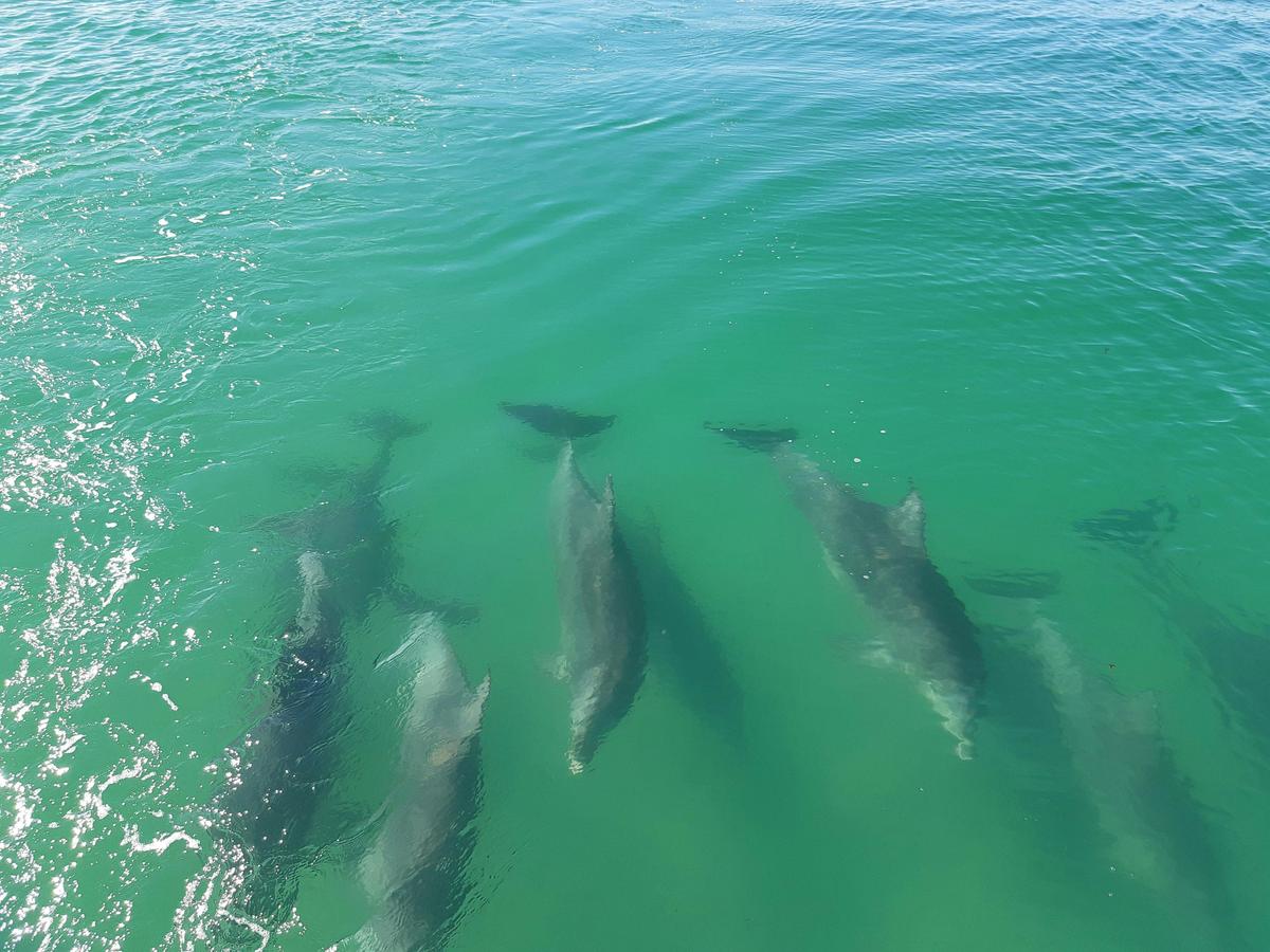 Bottlenose Dolphins