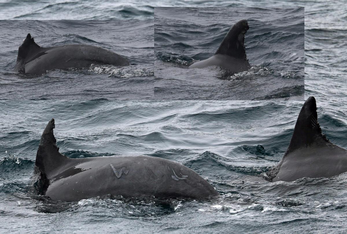 Bottlenose Dolphins Chunkies