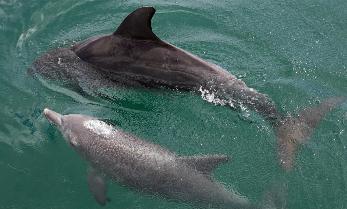 Bottlenose dolphin Mother and Calf