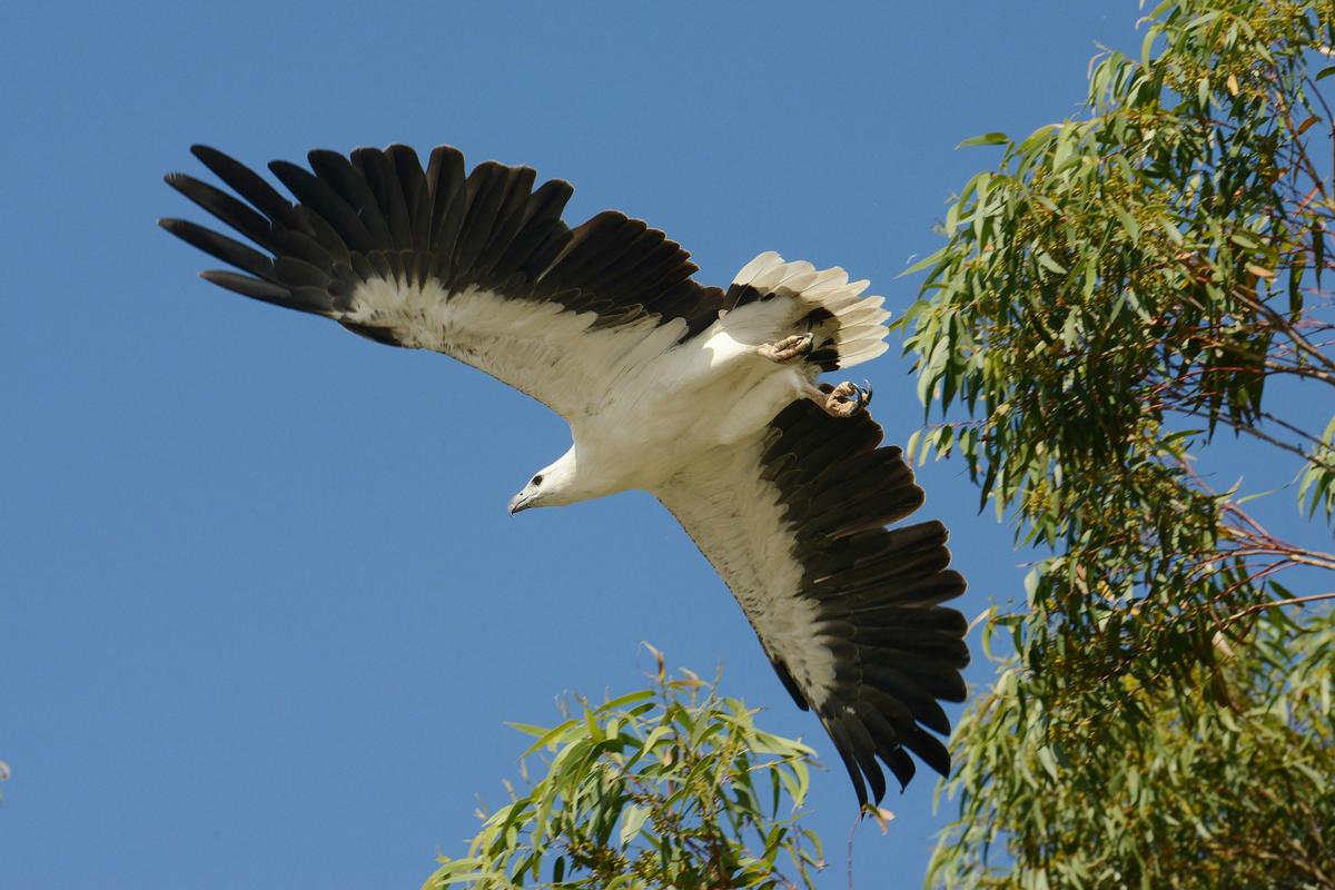 White Bellied Sea Eagle