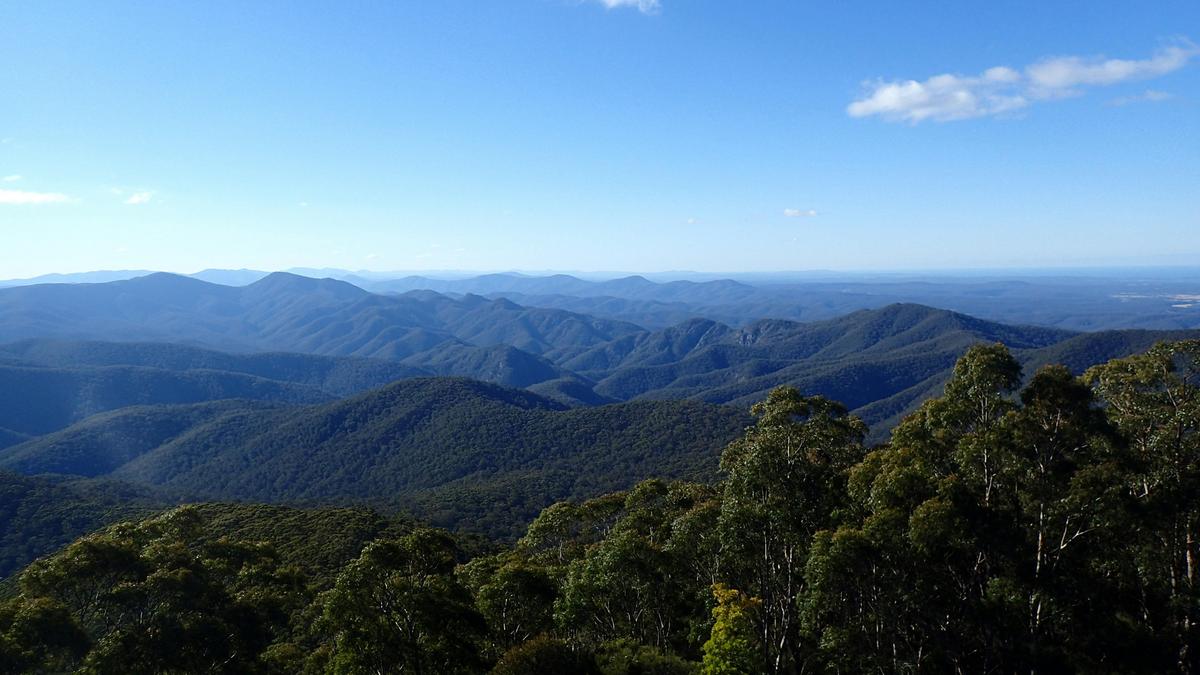 Day Walk - Scones in The Forest.  Get out with an expert tour guide and discover amazing places.
