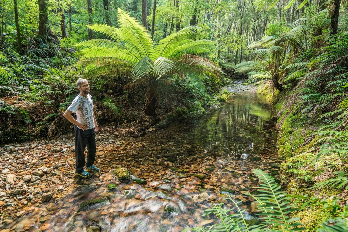 Day Walk - Scones in The Forest.  Get out with an expert tour guide and discover amazing places.