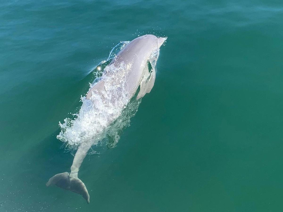 Dolphins spotted along the way