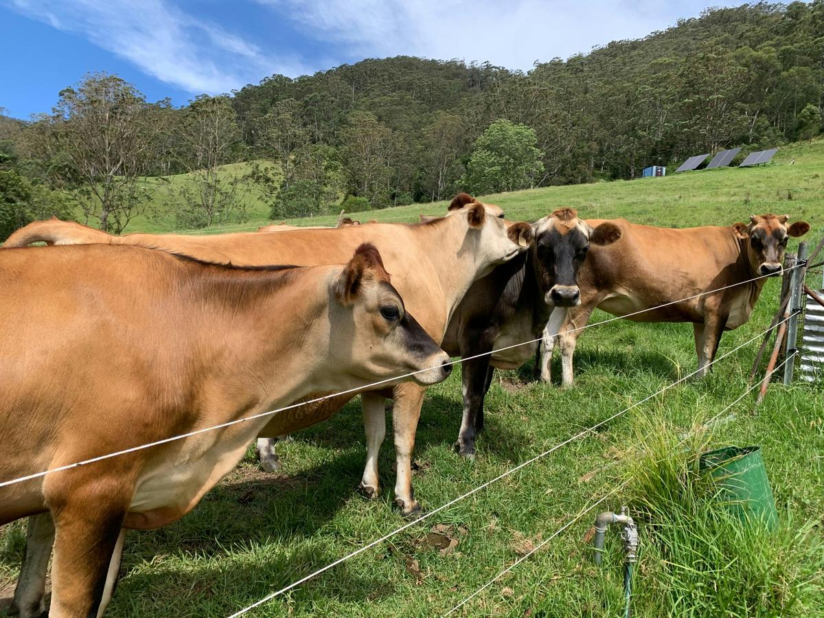 Dairy cows
