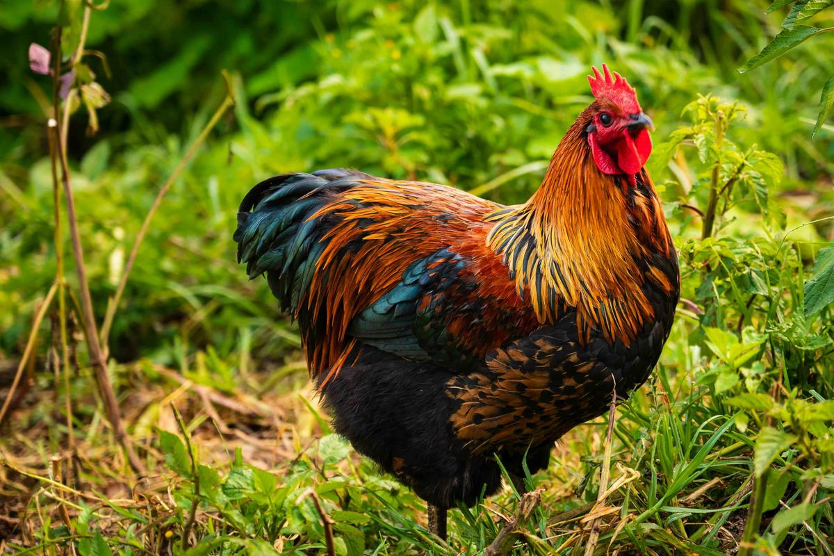 Rooster