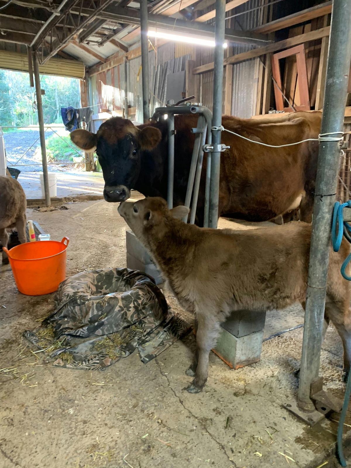 Milking