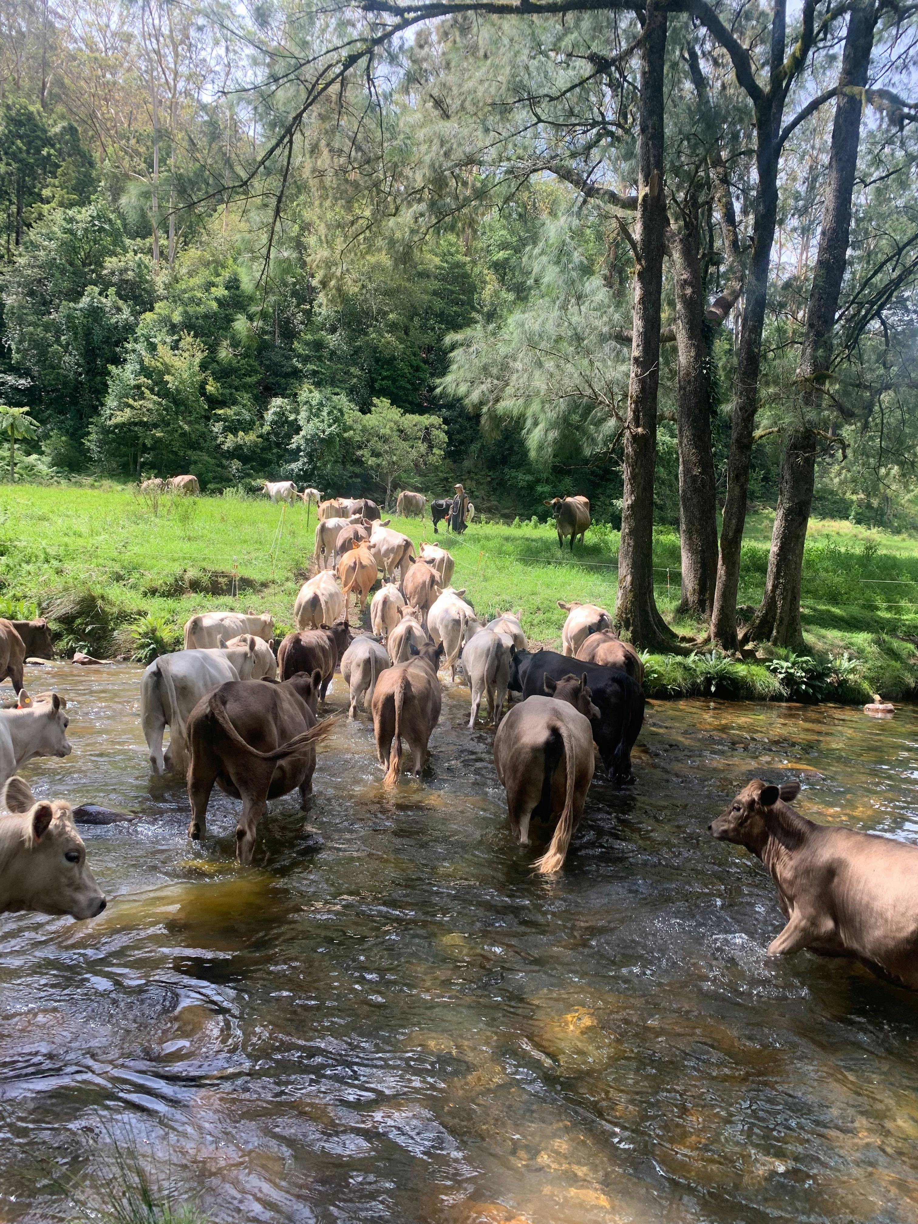 Beef herd moving across the creek