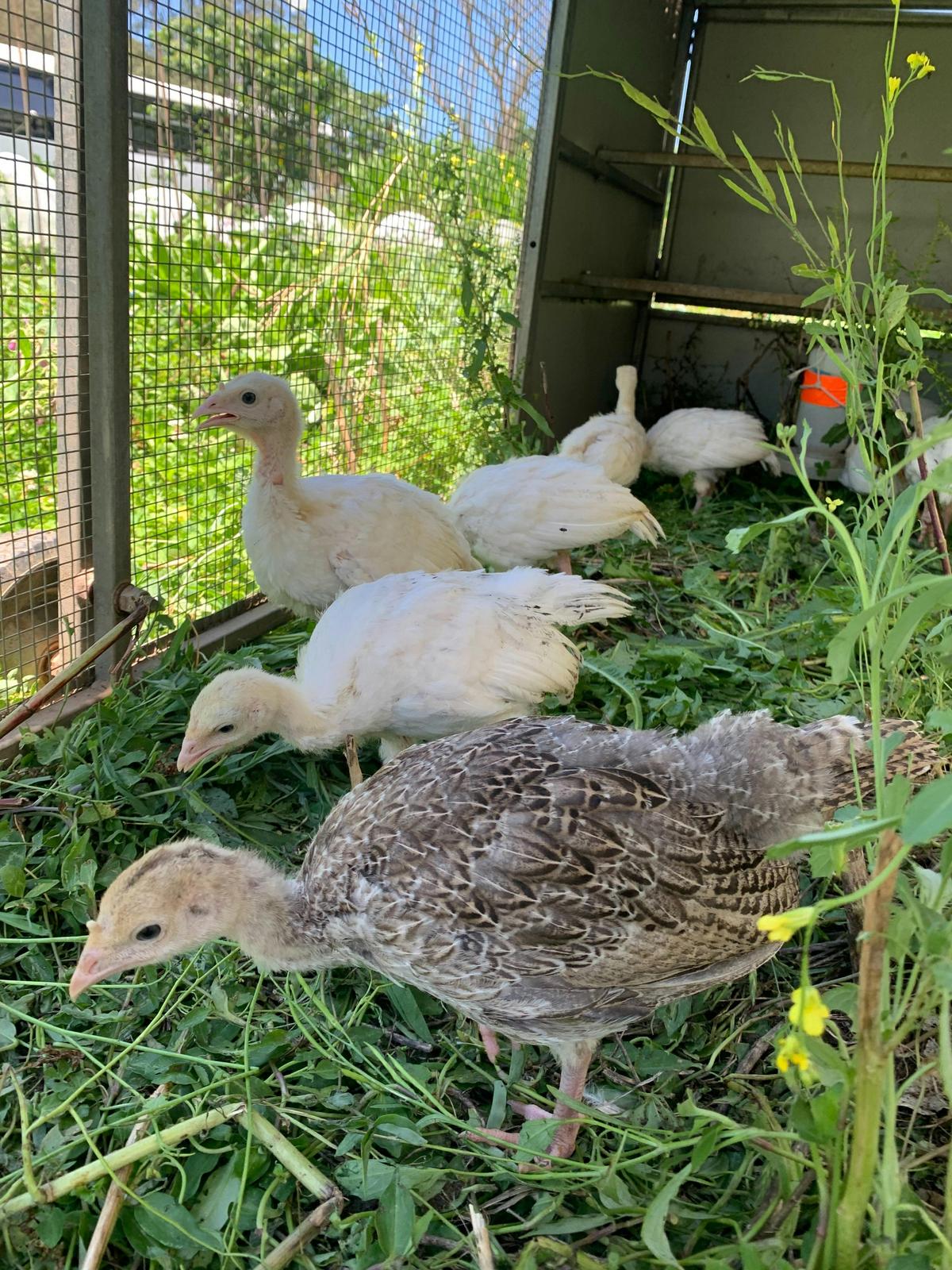 Turkey chicks in garden