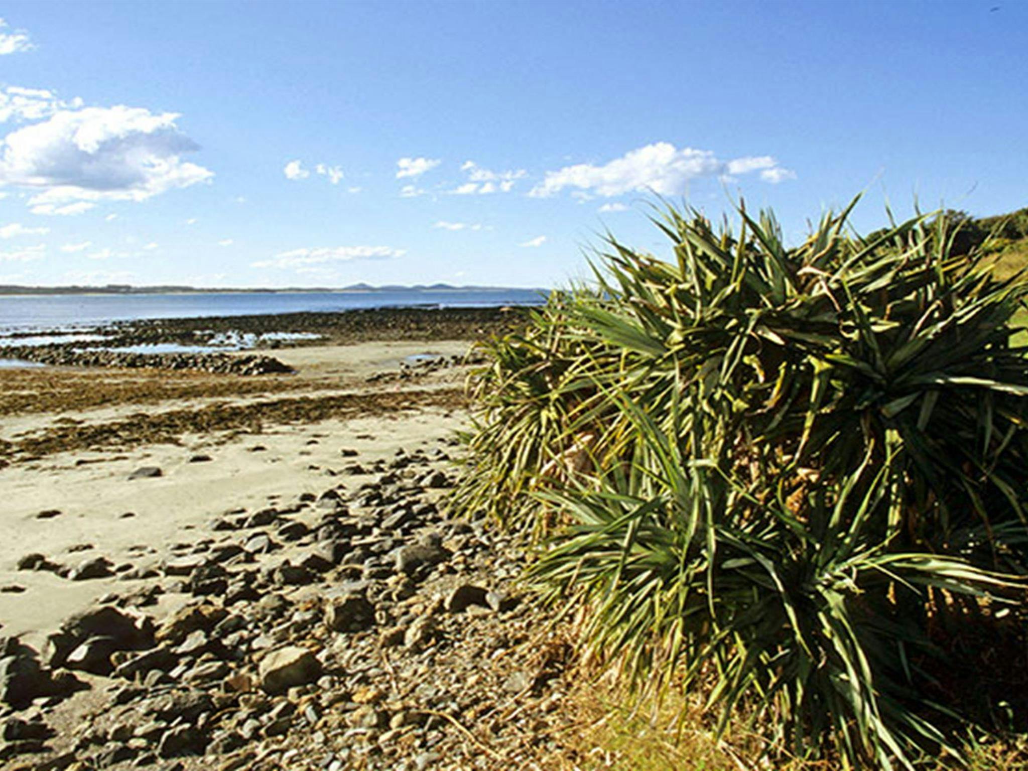 Beach vegetation in Coffs Coast Regional Park. Photo: Tony Karacsonyi &copy; DPIE