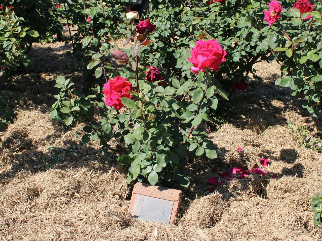 Cowra Rose Garden