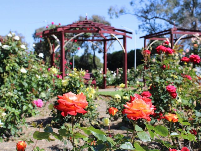 Cowra Rose Garden