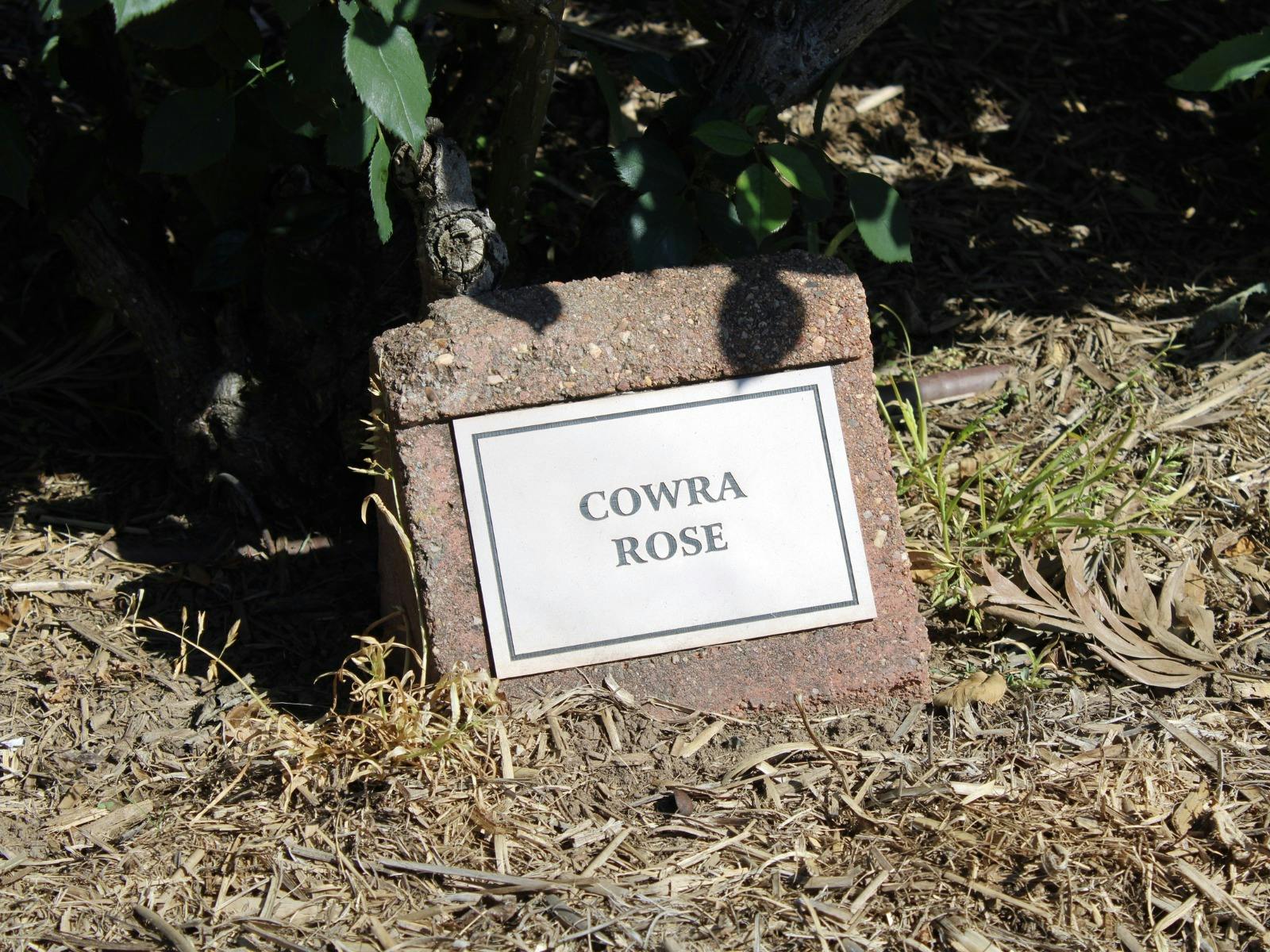 Cowra Rose Garden