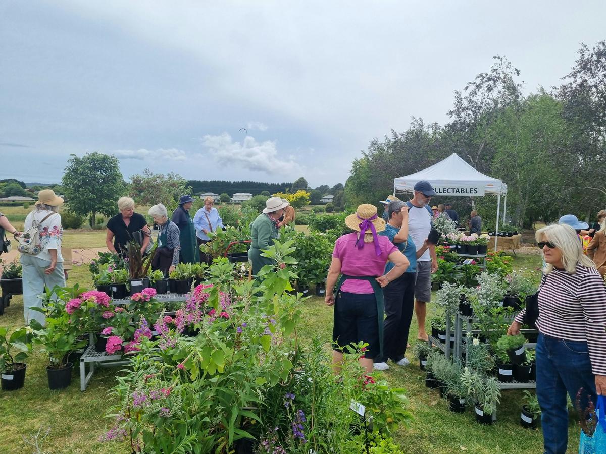 Collector Plant Sale