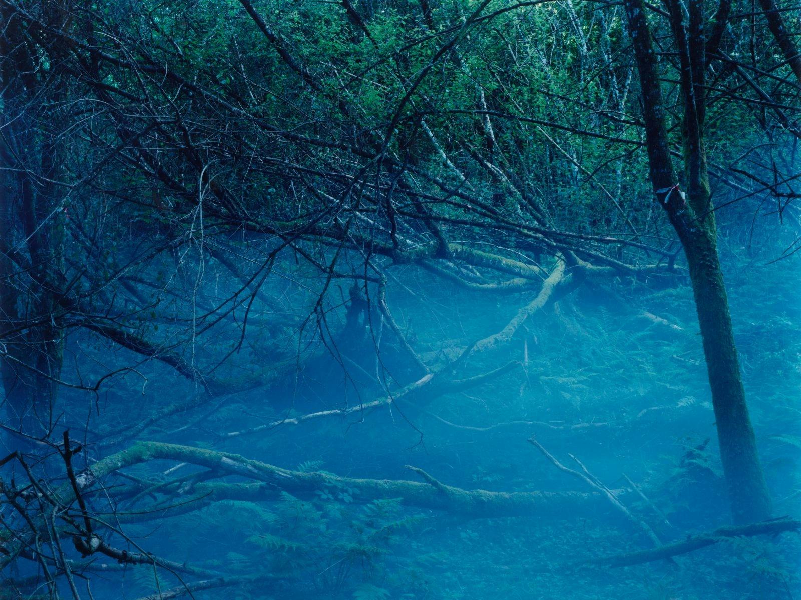 Fabien Giraud, 'Site view of The Feral', 2025