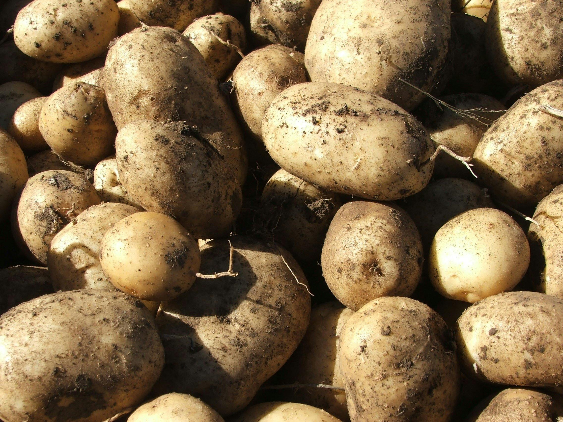 Guyra Lamb and Potato Festival