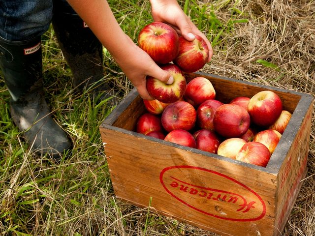 Bilpin's Apple Pie Trail