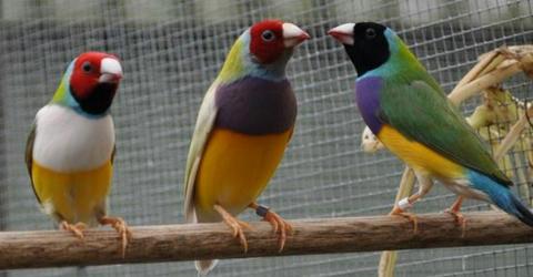 Inverell Birdkeepers Group Annual Bird Sale