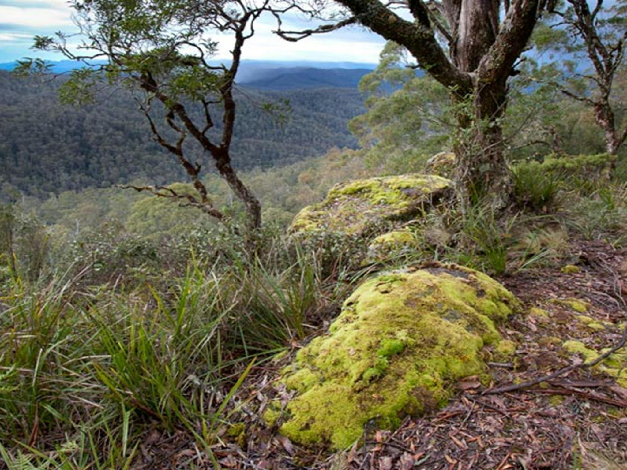 Cunnawarra National Park. Photo: Robert Cleary &copy; DPIE
