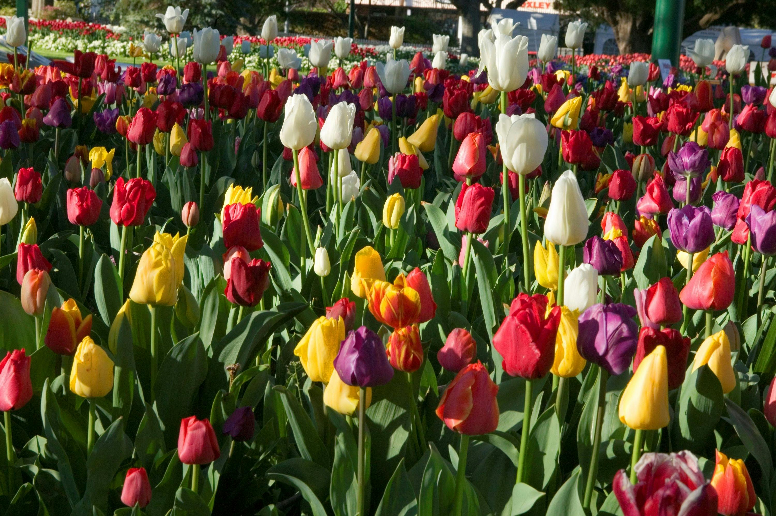 Tulip Time in full bloom
