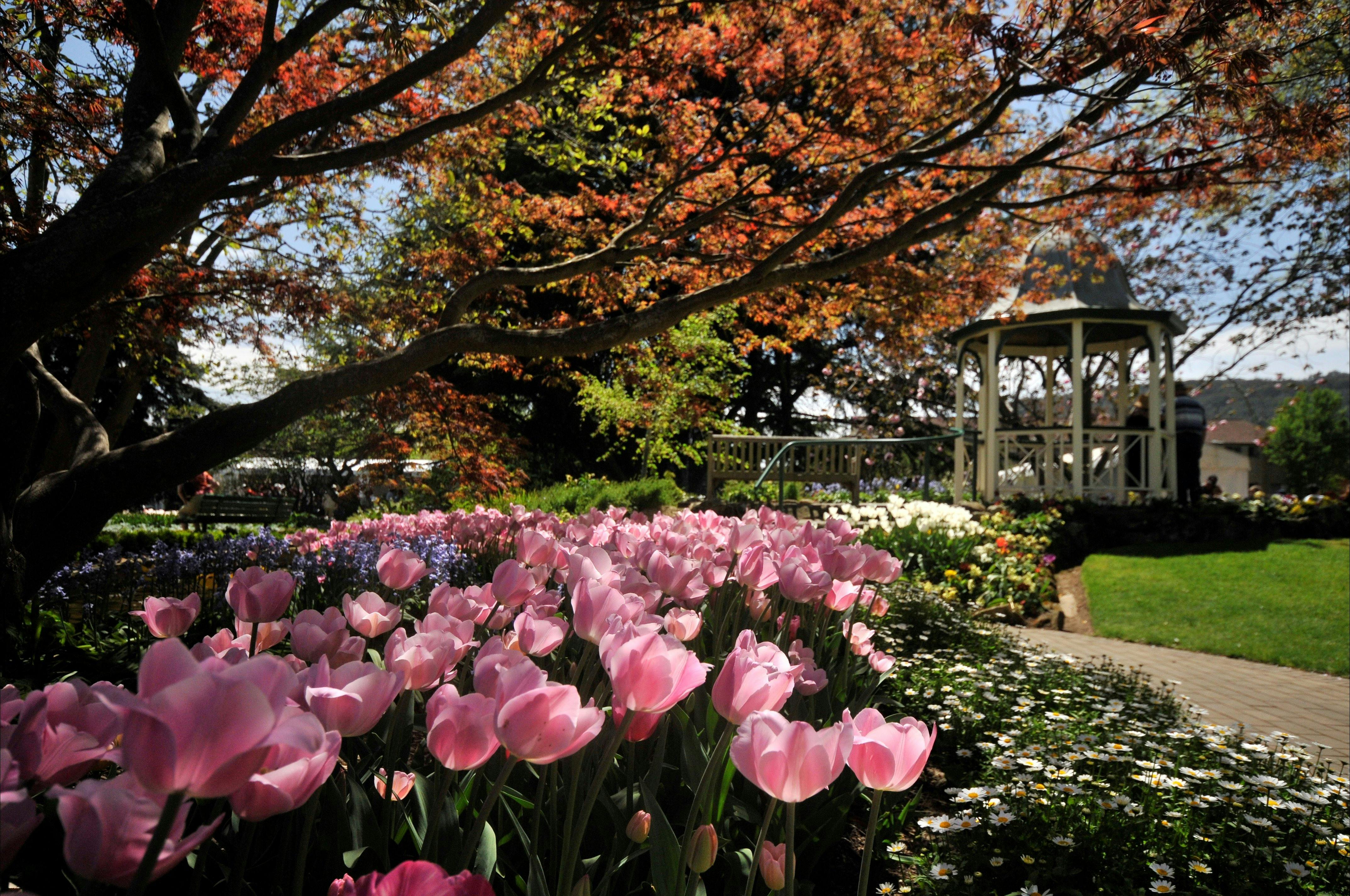Corbett Gardens during Tulip Time