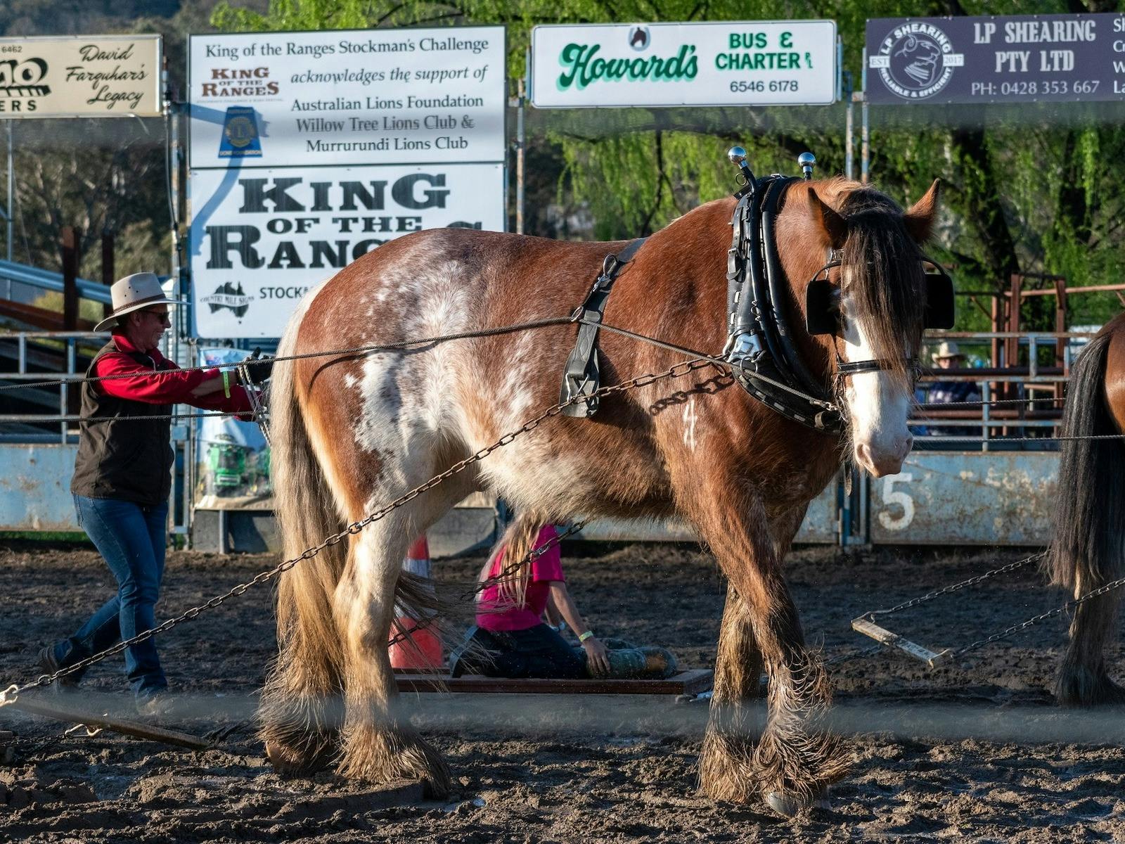 Heavy horses put on a display