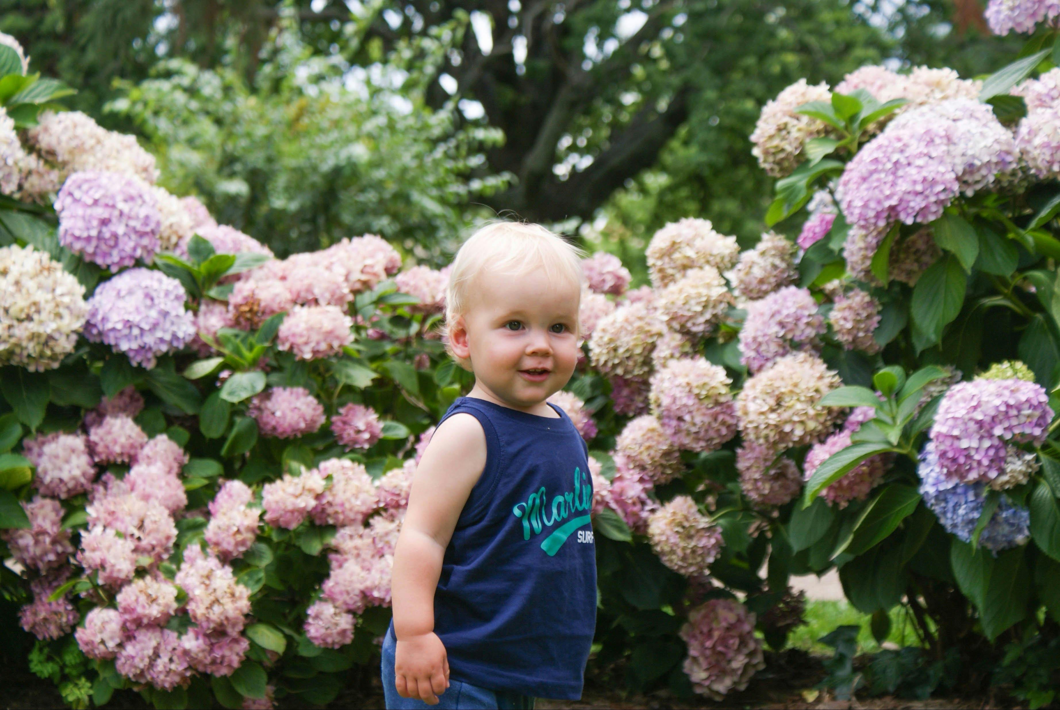 Flowers at Cook Park