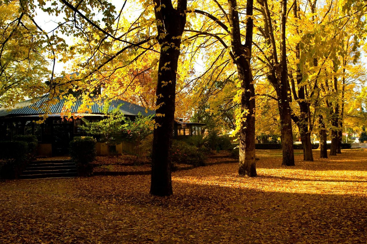 The Fernery, Cook Park