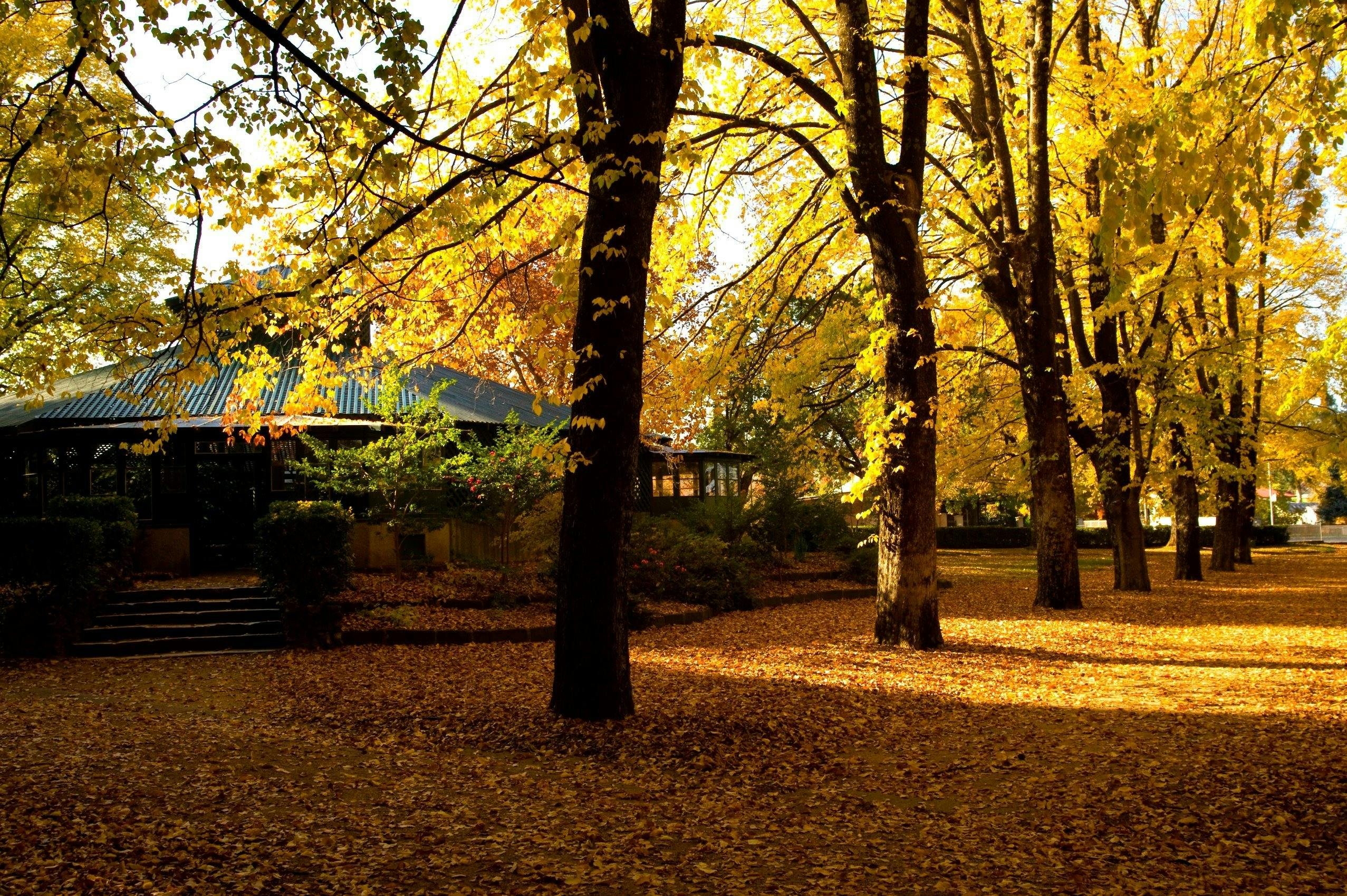 The Fernery, Cook Park