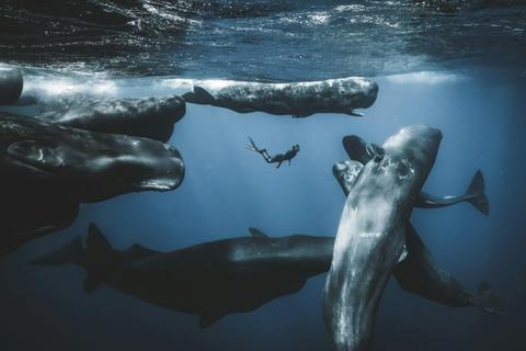 Ocean Photographer of the Year