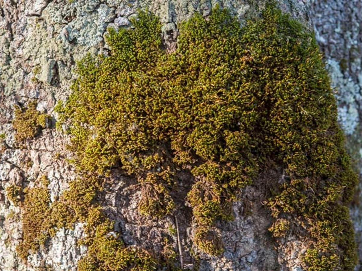 Moss on a tree along Anabranch loop track in Corramy Regional Park. Photo: Michael van Ewijk &copy;
