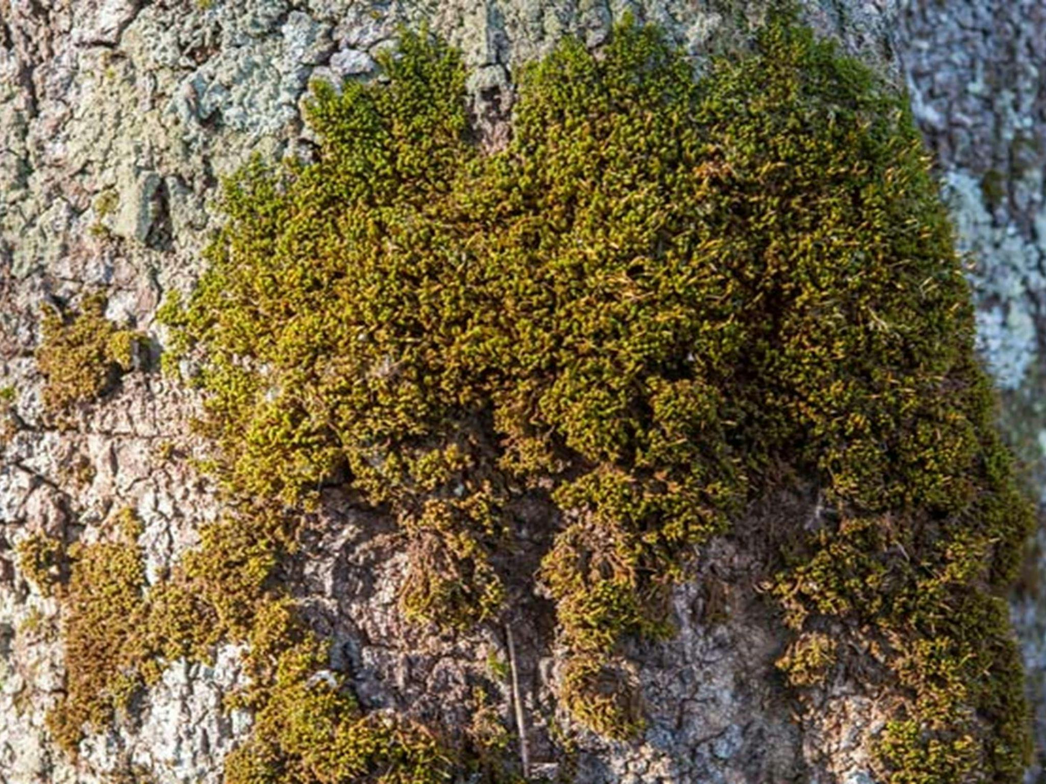 Moss on a tree along Anabranch loop track in Corramy Regional Park. Photo: Michael van Ewijk &copy;