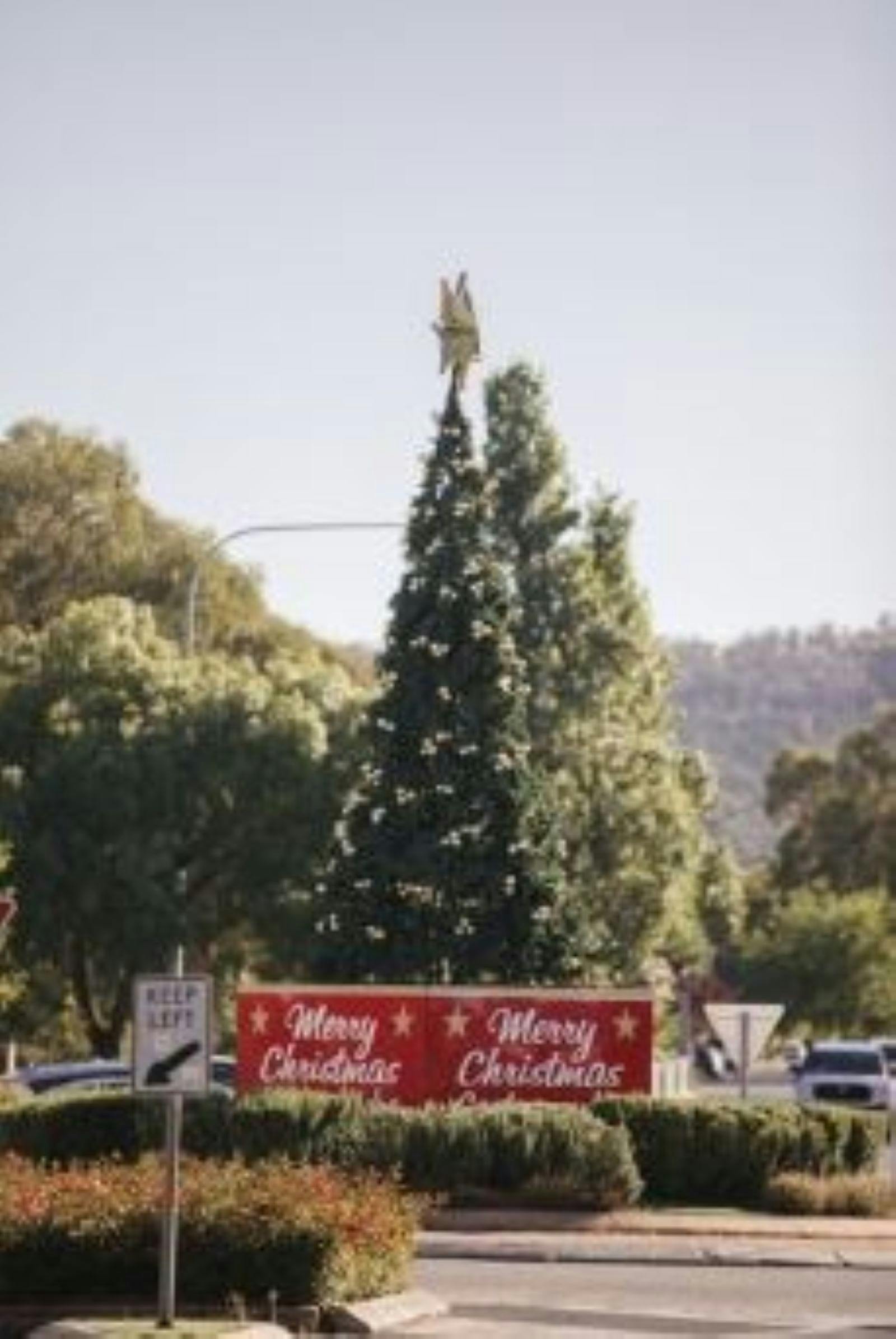 Christmas cheer shining bright