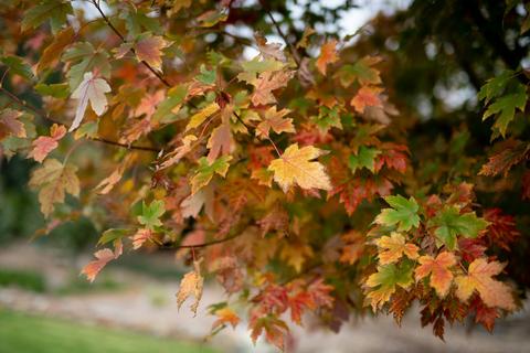 Tenterfield Autumn Festival