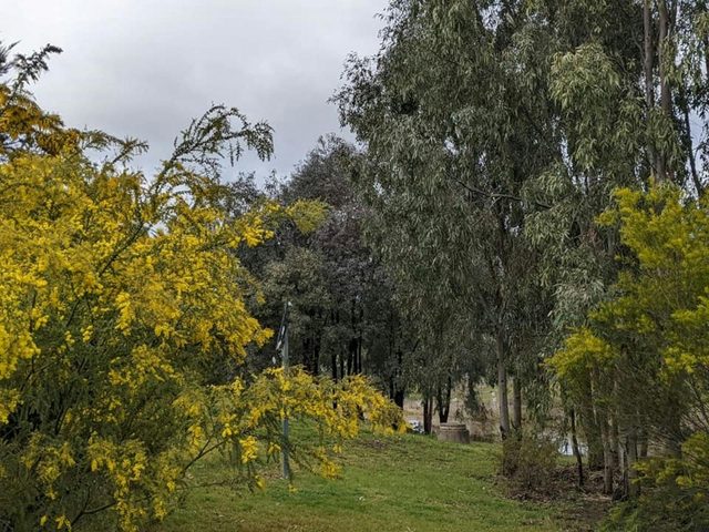 Cootamundra Bird Walk