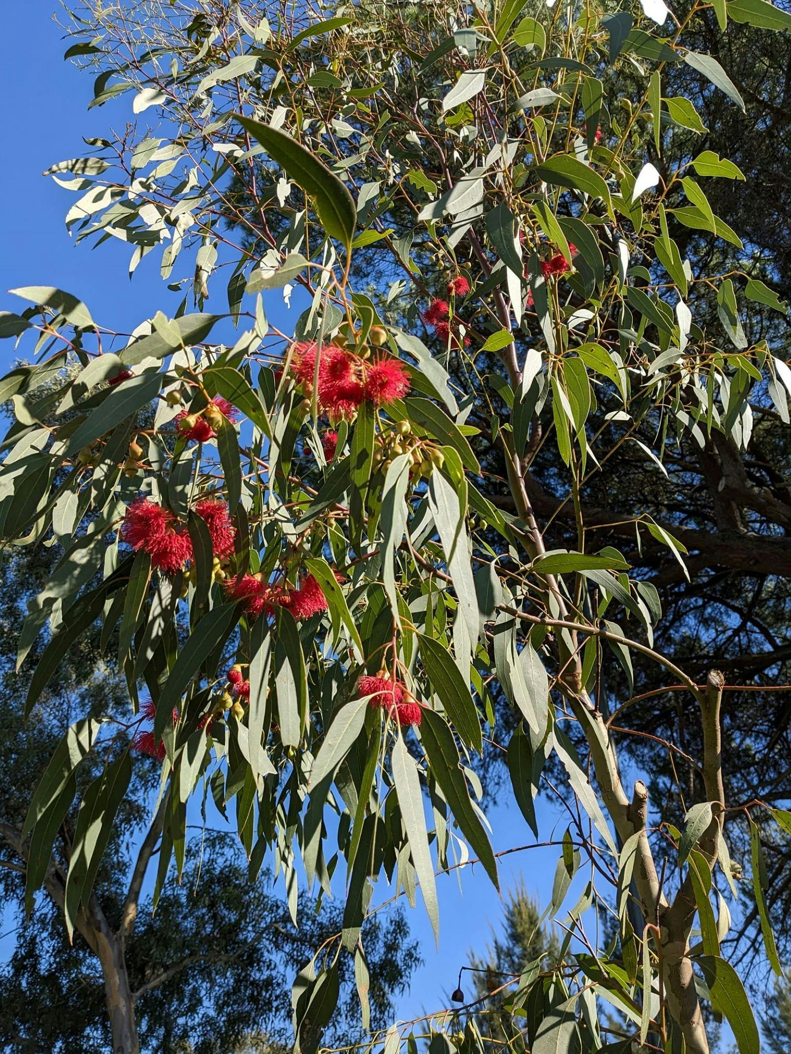 Native Gum Trees
