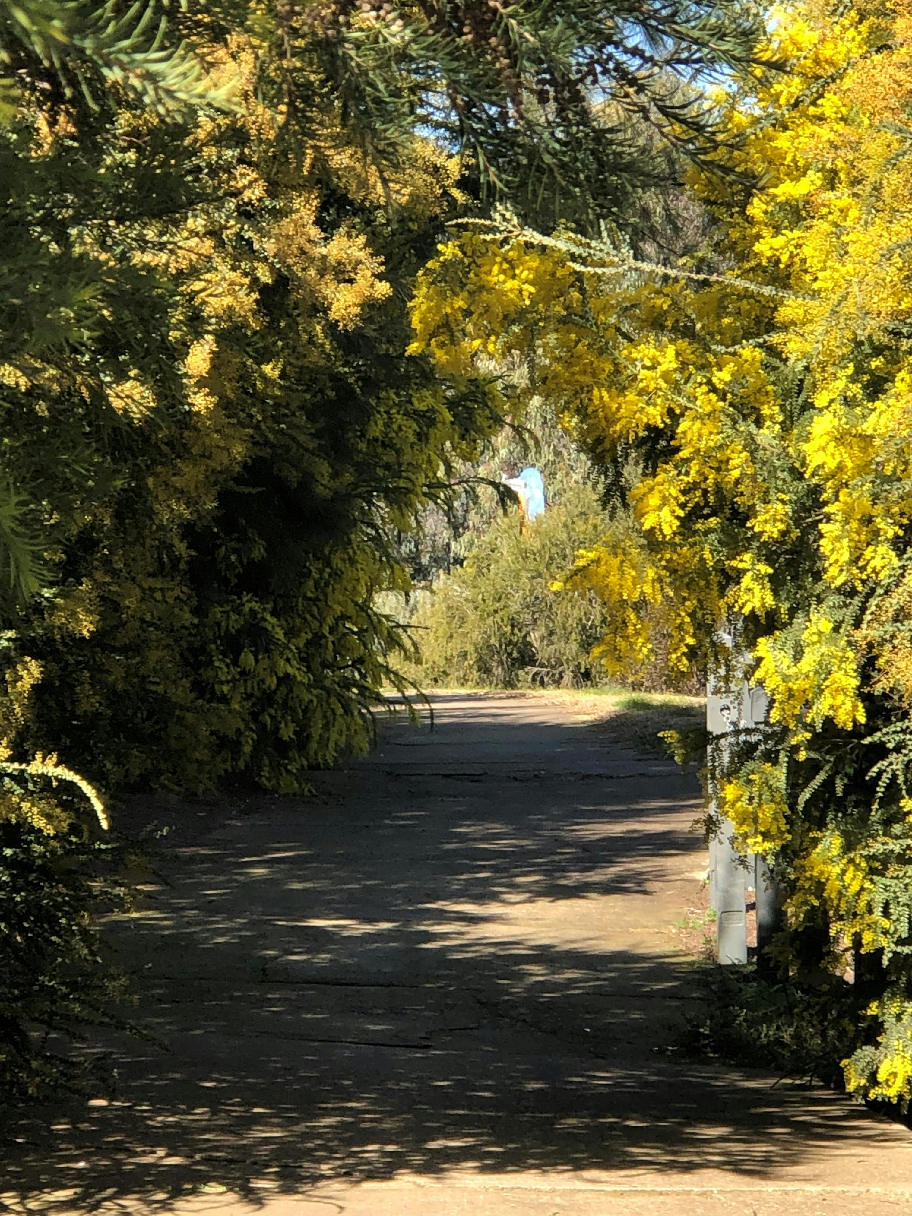 Cootamundra Bird Walk