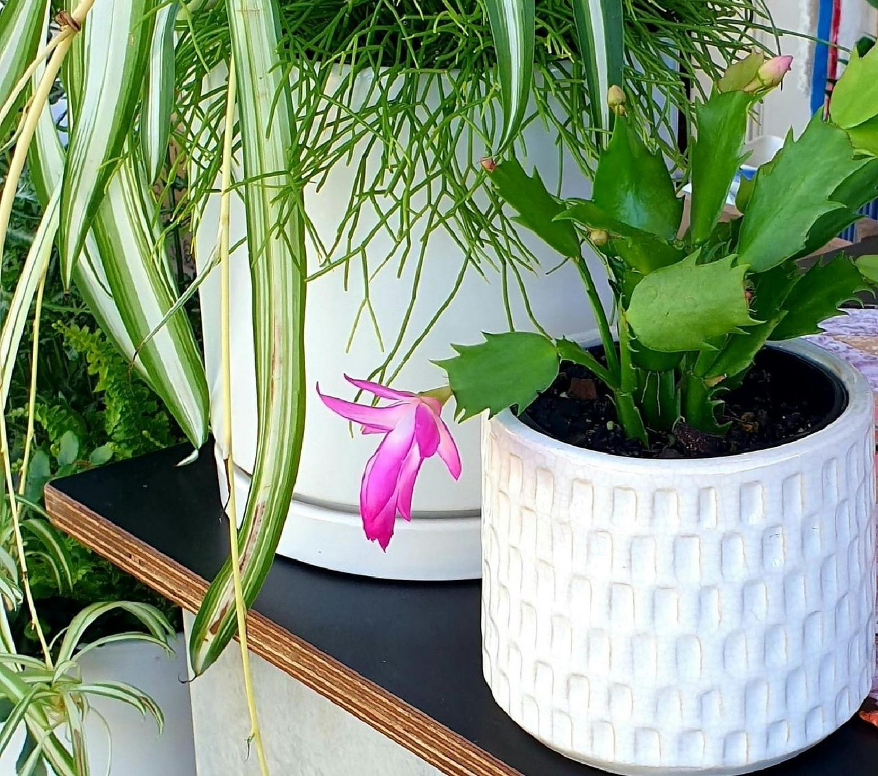 plants