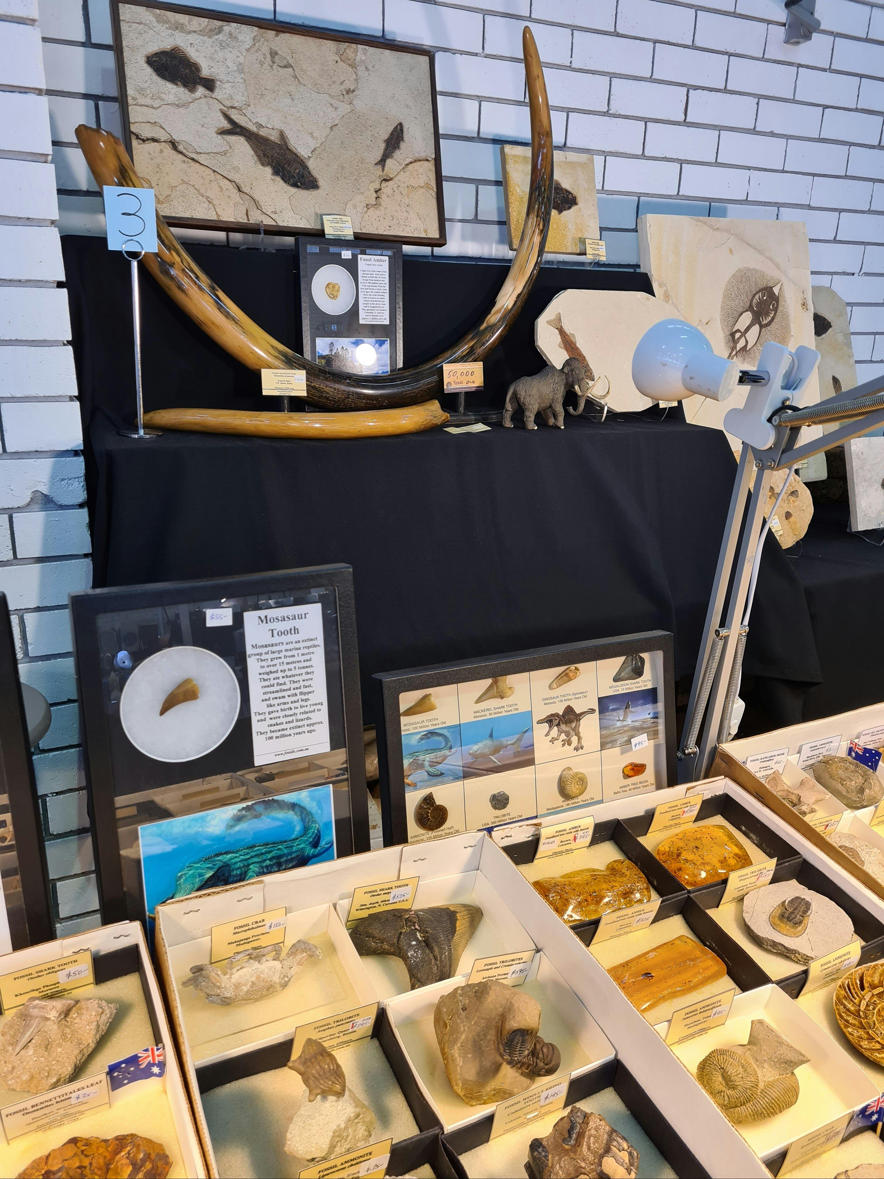 Fine Collector Fossils