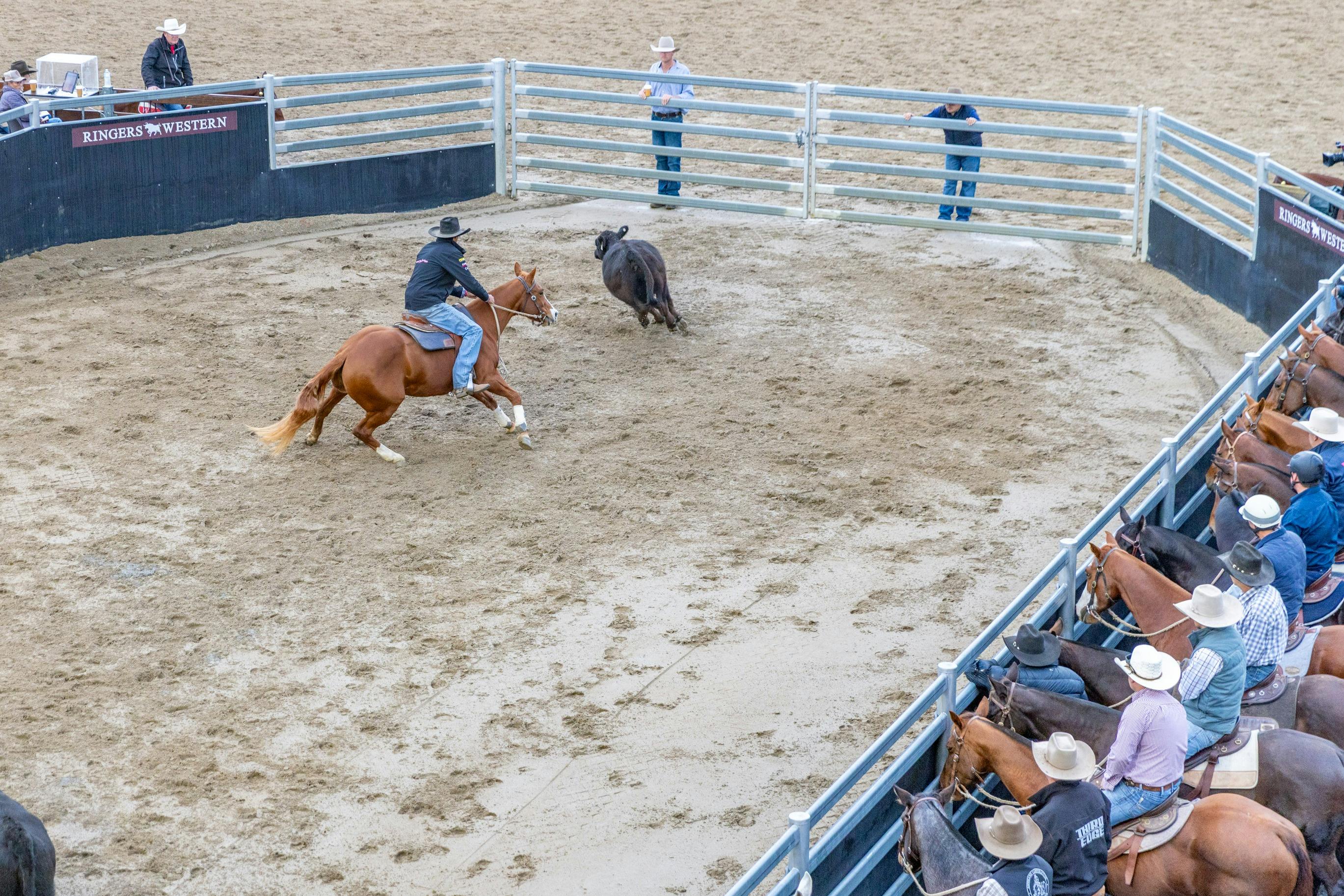 Willinga Park Gold Buckle Campdraft Championship 2026