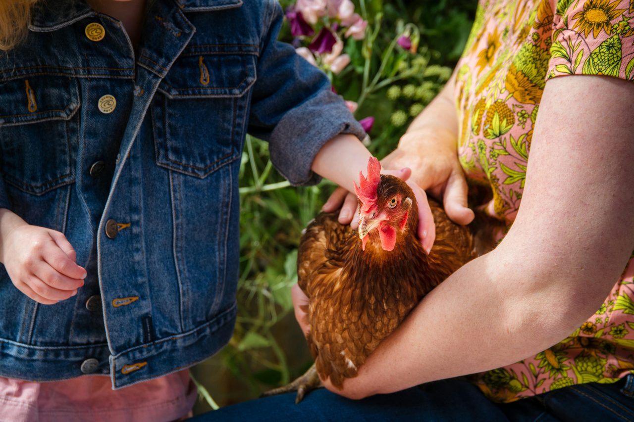 Chooks