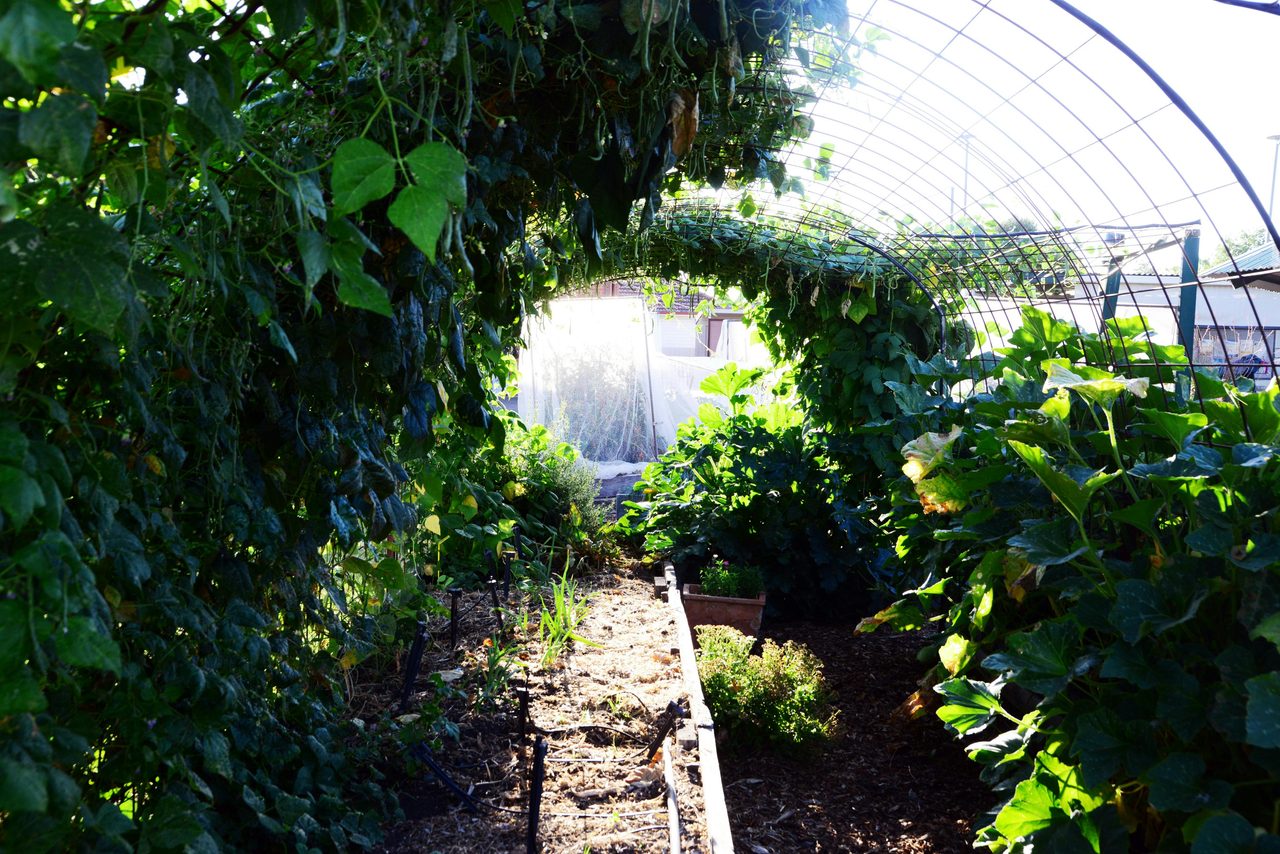 Climbing bean archway