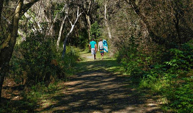 Crowdy Gap Walking Track
